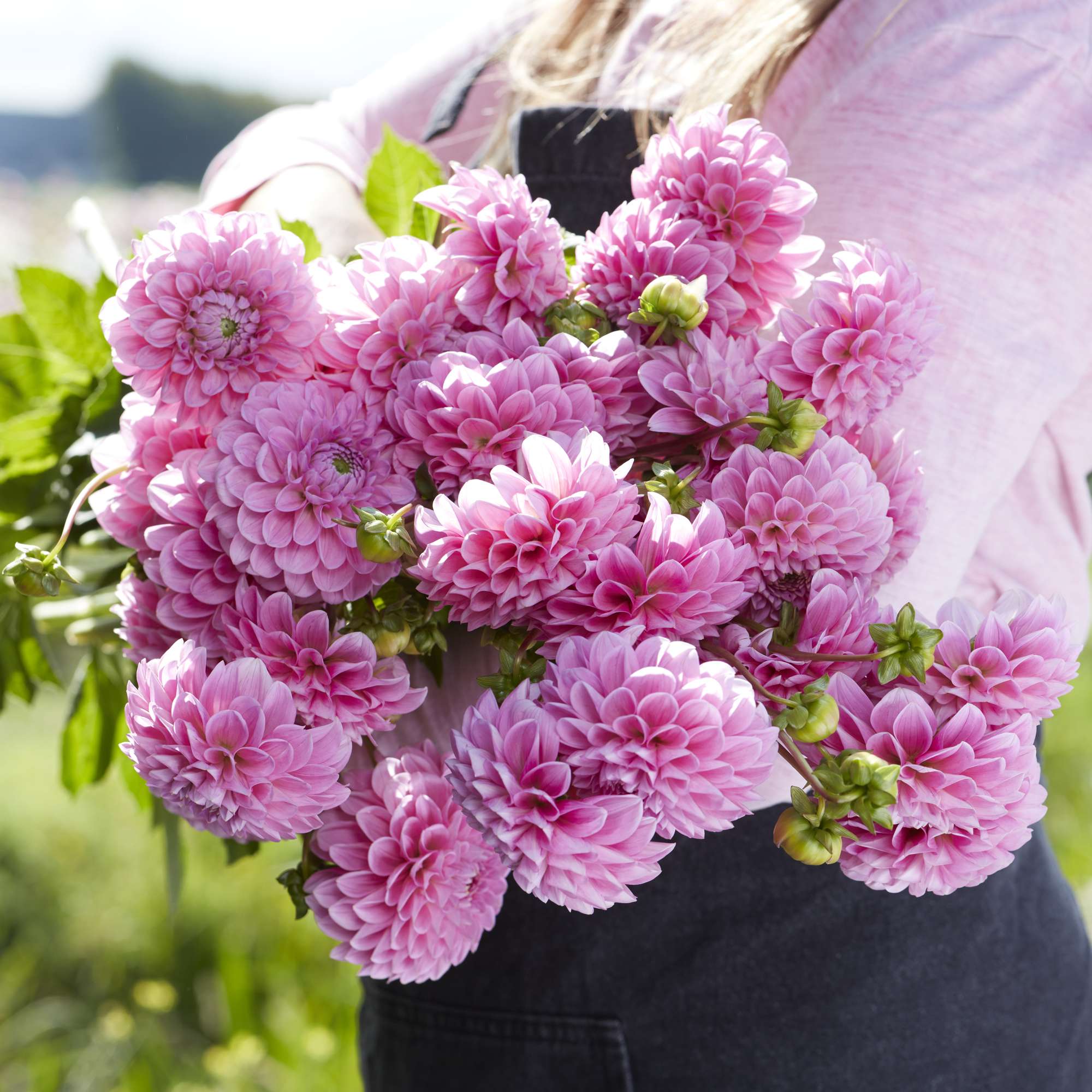 Dahlia Sweet Fabienne